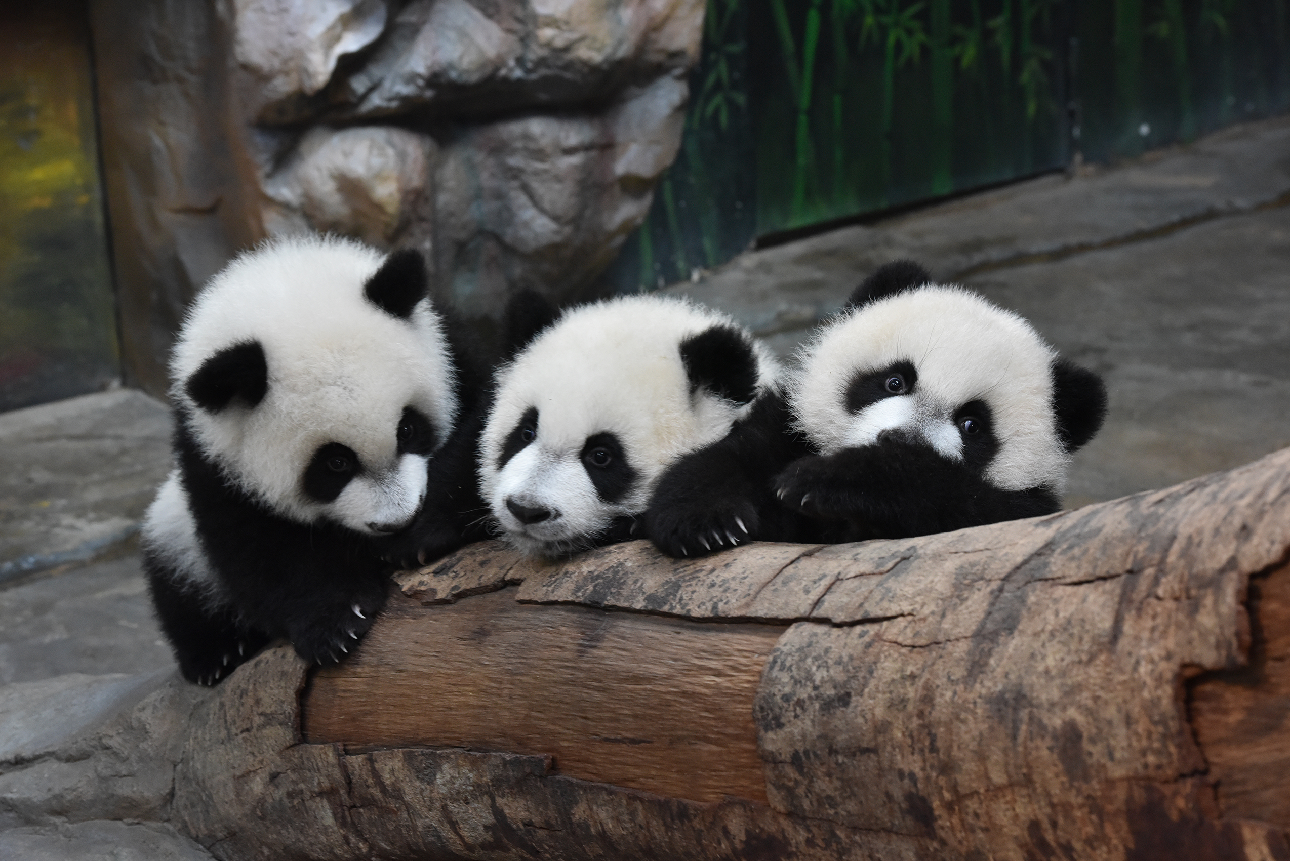 Giant Panda in Chengdu